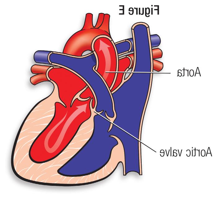 Normal heart figure E
